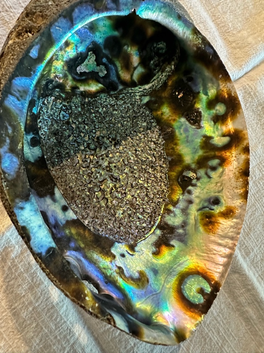 Abalone Shell 7” x 5.5” wide 2.5@ tall sitting flat unpolished exterior coastal - Picture 2 of 8